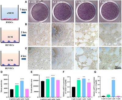 Trace Element-Augmented Titanium Implant With Targeted Angiogenesis and Enhanced Osseointegration in Osteoporotic Rats